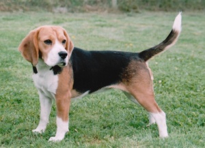 JOLIE Femelle beagle 